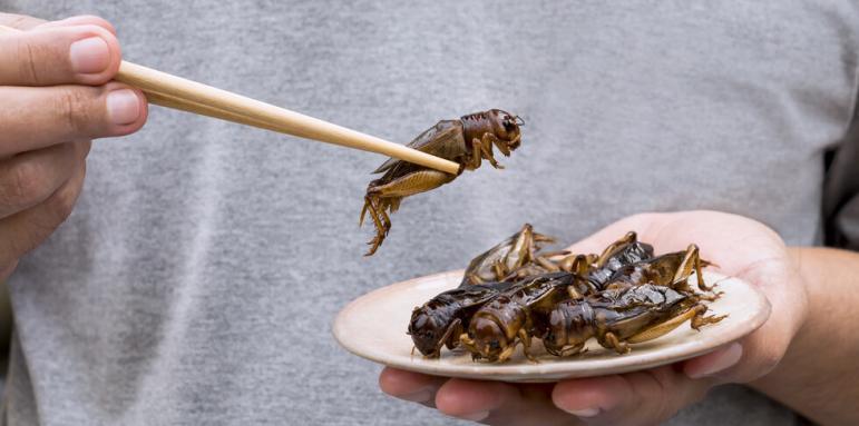 В кои храни може да се слагат насекоми и докарва ли рак хитинът