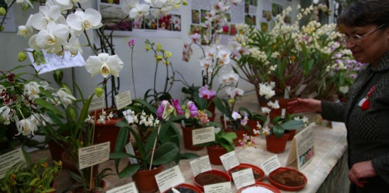 Опашки за орхидеи в  Ботаническата градина  