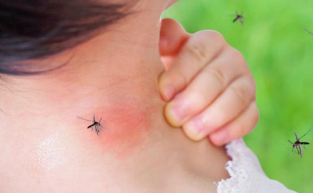 Бременните - афродизиак за комарите