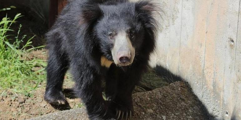 Запознайте се с новия сладък обитател на Софийския зоопарк – мечока Лийм