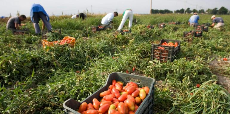 Българи возят роби-берачи на домати в Италия