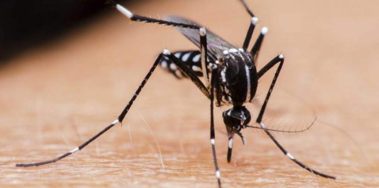 Предават ли комарите коронавирус?