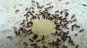 Мравките ни нападнаха. 5 начина да спасим дома