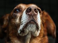 Кучета вместо лаборатории диагностицират болести