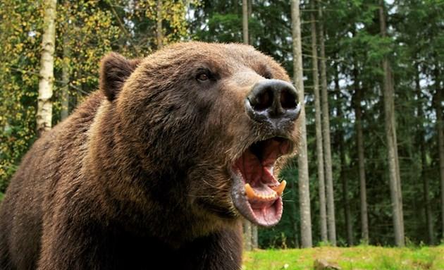 И мечките пощуряха: 13 нападнаха Смолянско