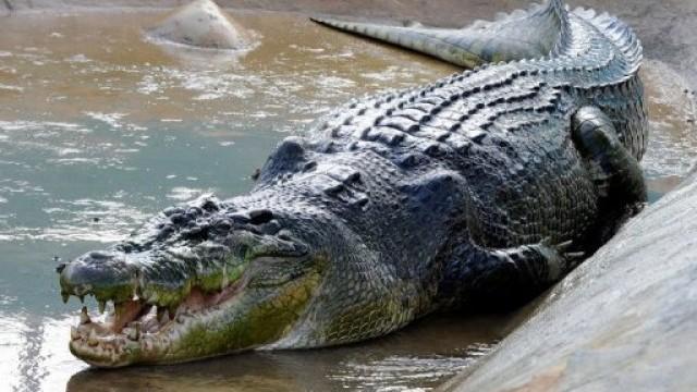 Уникална история! Мъж спаси крокодил от сигурна смърт, какво последва