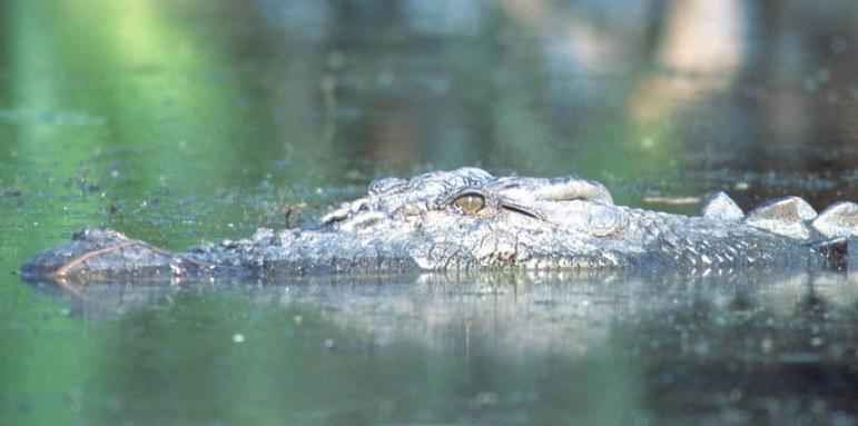Крокодил заплашва река в Германия