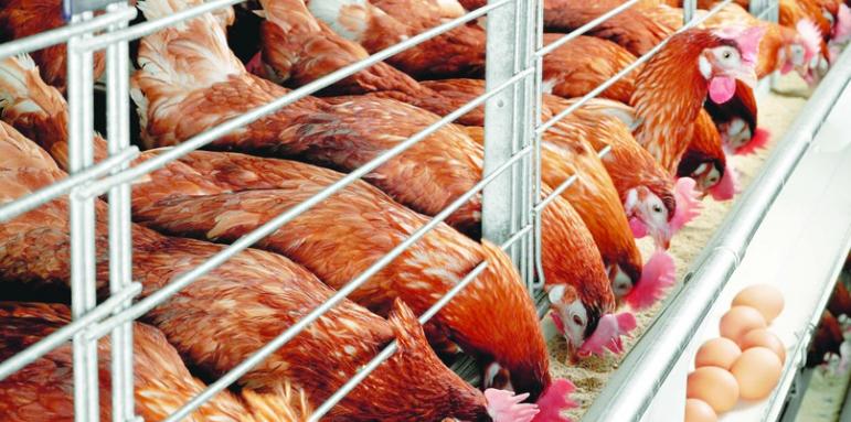 Заради кризата с газа пострадаха и птицефермите