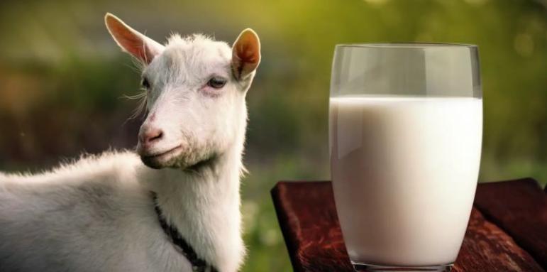 Как козето мляко подсилва имунната система?