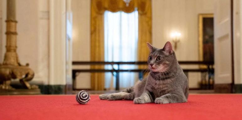 Нов любимец в Белия дом. Кой прибра и кръсти котето?