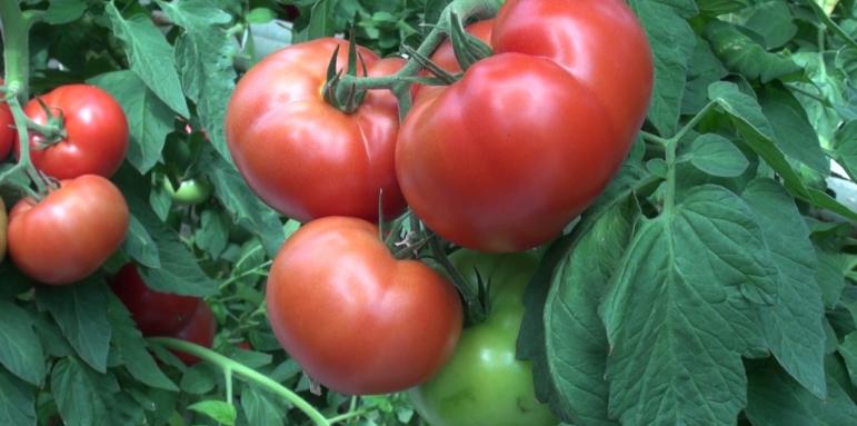 Откритие! Уникално въздействие на доматите