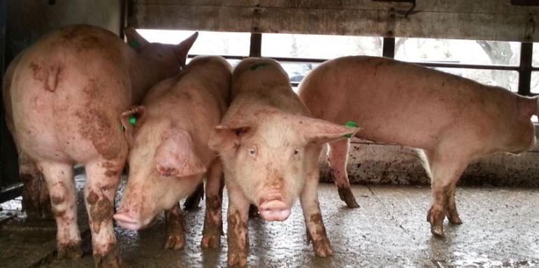 Удължават кампанията на ЕОБХ за борба с африканската чума по свинете