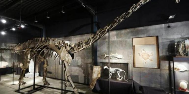 Продадоха скелет на динозавър за 400,000 лири