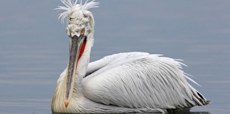 България брои за 38-ми път зимуващите у нас водолюбиви птици