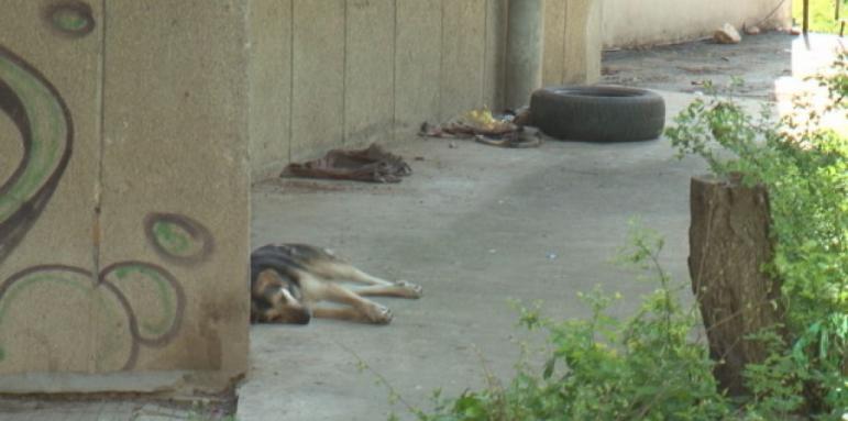 Плевенчани се оплакват от агресивни бездомни кучета