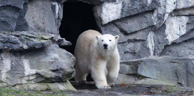 Почина най-възрастната полярна мечка в Европа