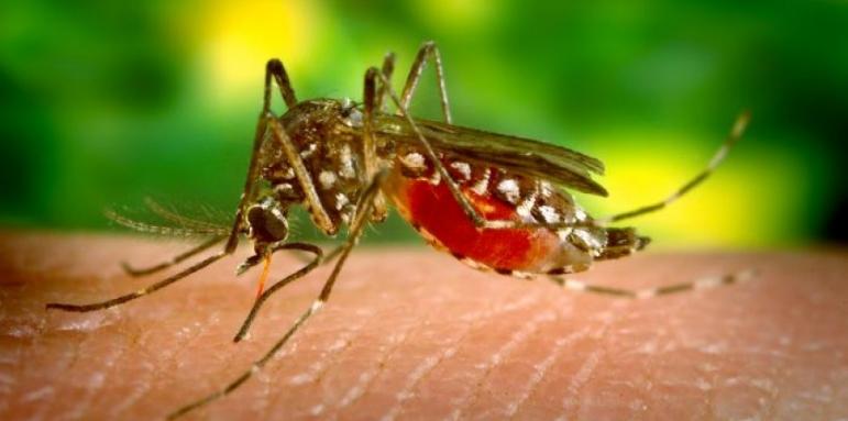Археолози откриха уред против комари на 7000 години