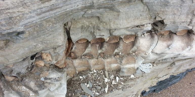 Откриха праисторически кит край Варна