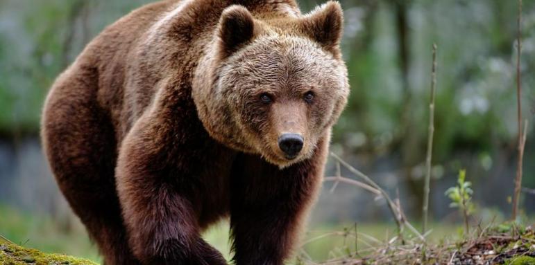 Издирват убиеца на мечката, която влизаше по дворовете в Арда