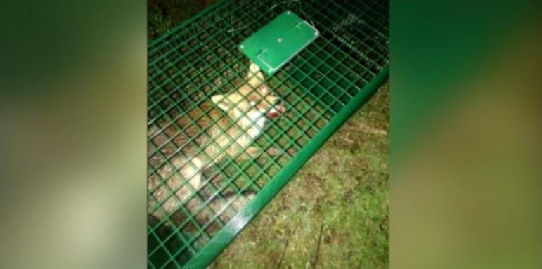 Снимка на лисица в капан възмути социалните мрежи