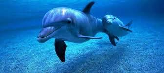 Ужас! Къде намериха мъртви делфини в Бургас