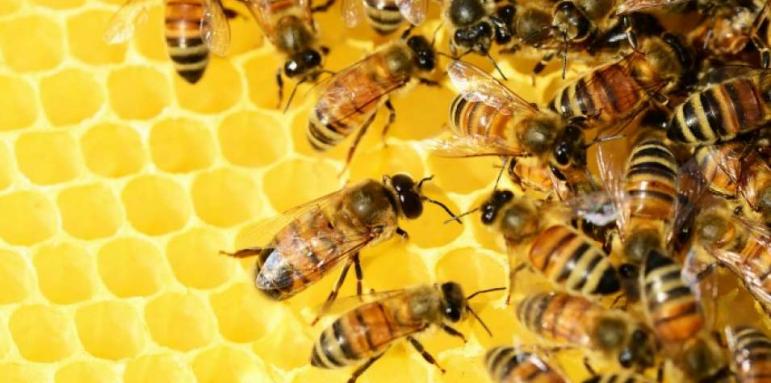 Прокуратурата се намеси в опазването на пчелите