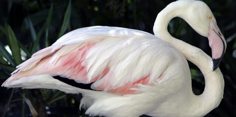 На 83-годишна възраст почина най-старото фламинго в света