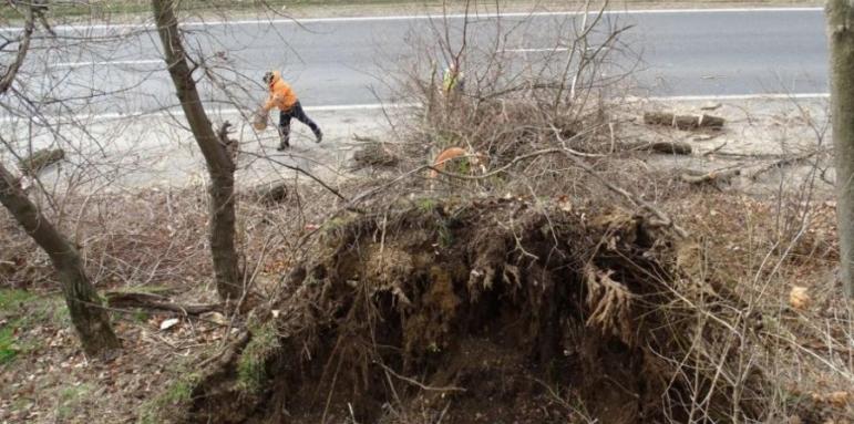Силен вятър, паднали дървета и мазилки, 20 000 без ток в Западна България (ОБЗОР)