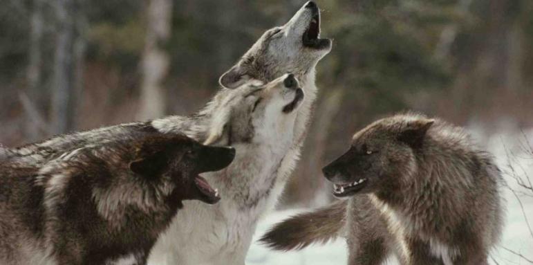 Фермери и ловци искат хайки за вълци