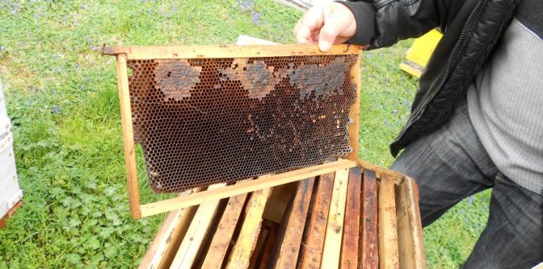 Европа се нуждае от 7 млрд. пчели