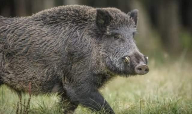 Забраняват лов заради чума по свинете