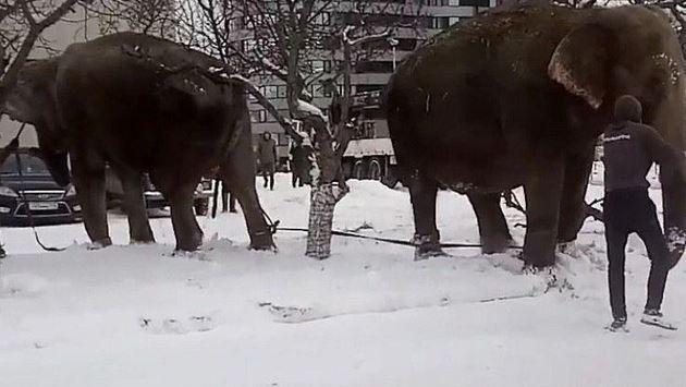 Циркови слонове избягаха, търкалят се в снега