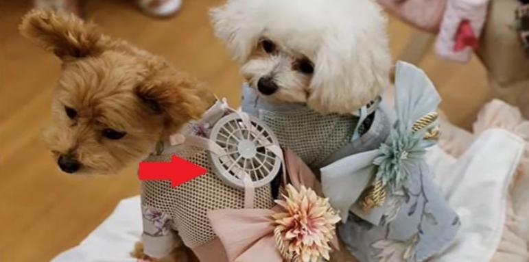 Японци спасяват котки и кучета от жегата с технологични дрехи