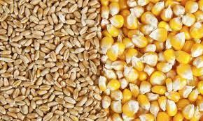 ООН предупреди: Украинската пшеница гние в складовете, иде страшна криза