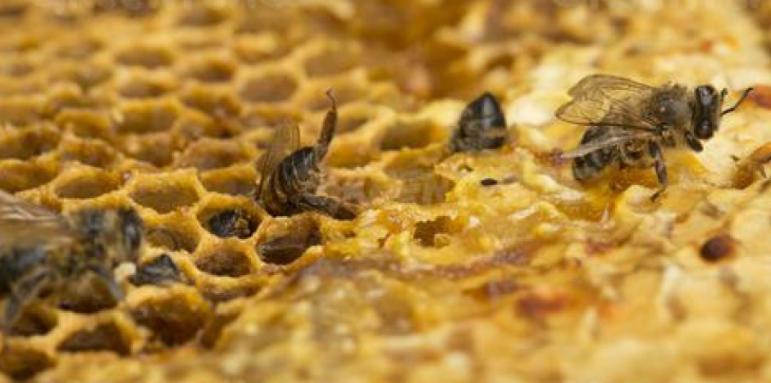 ЕС спасява пчелите от пестицидите