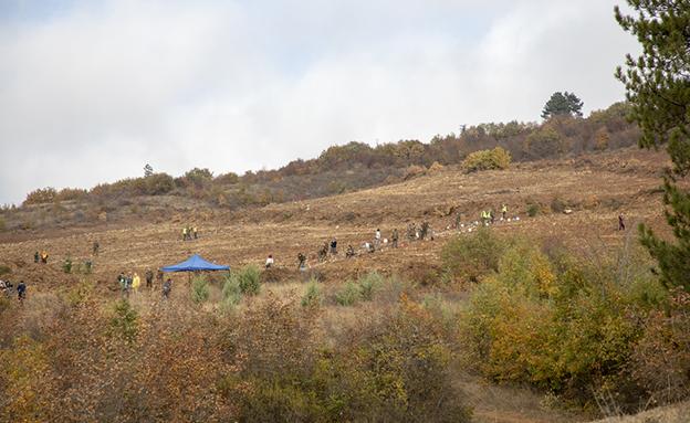 10 000 фиданки от цер ще се залесят в местността „Магарешка поляна"