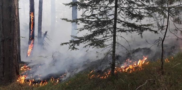 След Рила, пожар пламна и в Родопите