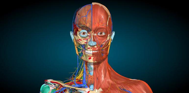 "Анатомията на Грей" показва неизвестна част от човешкото тяло