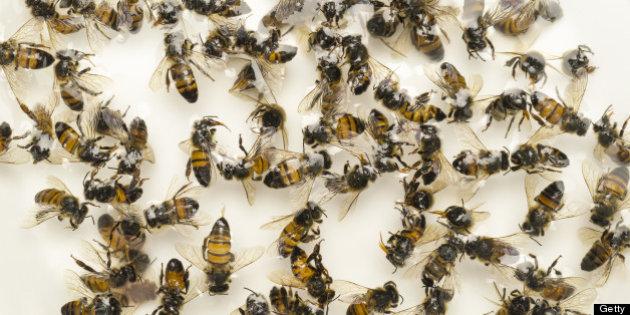 Пестициди тровят пчели в Добричко и Бургаско
