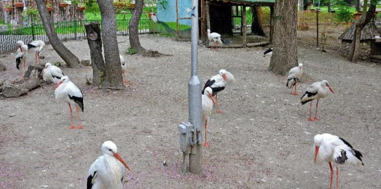 Варненският зоопарк приюти ранени щъркели
