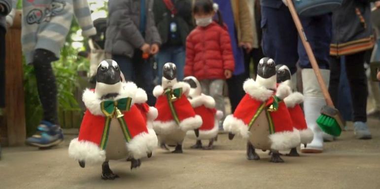 Пингвини свиха работата на елените за Коледа