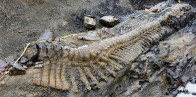 Намериха 5-метрова опашка на динозавър