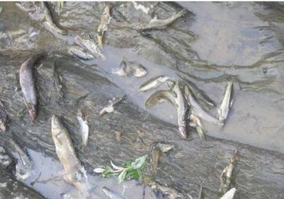 Прокуратурата се зае с мъртвата риба в Места