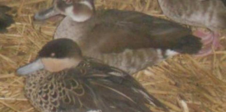 След скандала с умъртвените птици: Карантина в столичния зоопарк