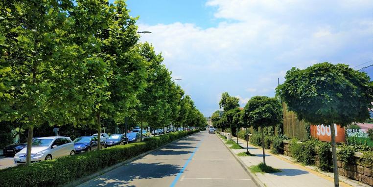 Община Бургас засажда 200 дървета