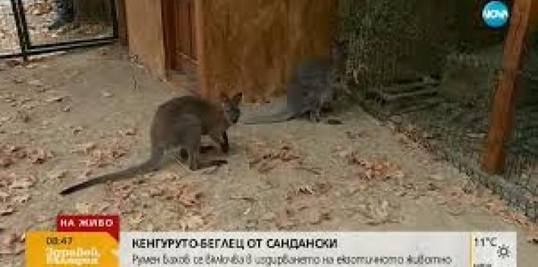 Продължава издирването на кенгуруто беглец от Сандански