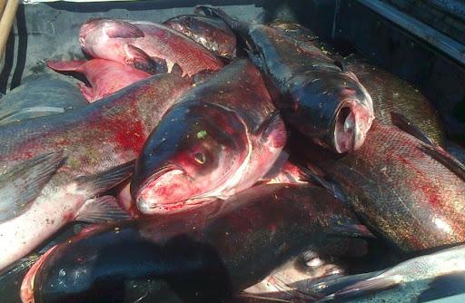 250 кг незаконно заловена риба в Бургас