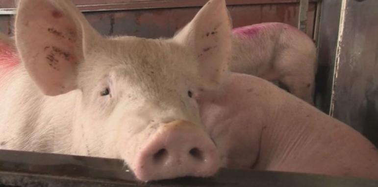Русия спира вноса на българско свинско