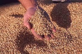 Ирак се готви да купи пшеница за рекордните 100 милиона долара