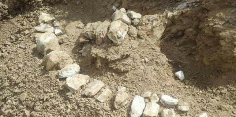 В Китай откриха вкаменелости на кон на 8 милиона години